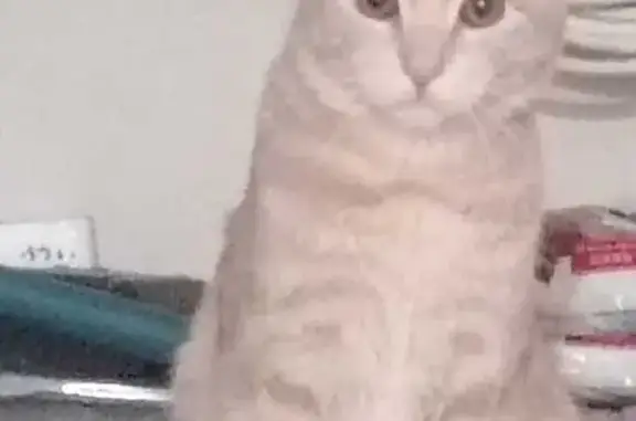 Кошки потеряшки, Белая Калитва, фото: Потеряшка кот на Краснопартизанской, 47