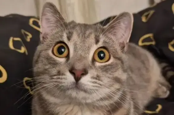 Объявления о пропавших и найденных животных, Псковская область, фото: Пропала кошка, СНТ Фиалка, Псковская обл.