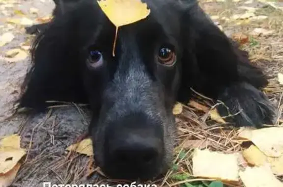 Собаки потеряшки, Бельмесёво, фото: Потеряшкаи собаки, Каспийская ул., Бельмесёво