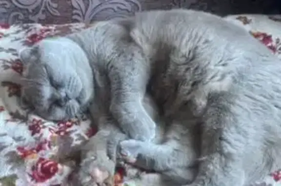 Кошки потеряшки, Тюкалинск, фото: Потеряшка серая кошка, ул. Калинина, Тюкалинск