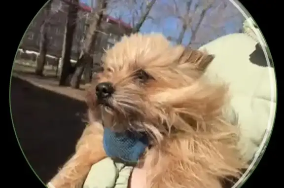 Найдена собака: ул. Свердлова, 20, Курган