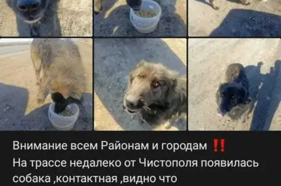 Собака найдена: ул. Толстого, 162, Чистополь