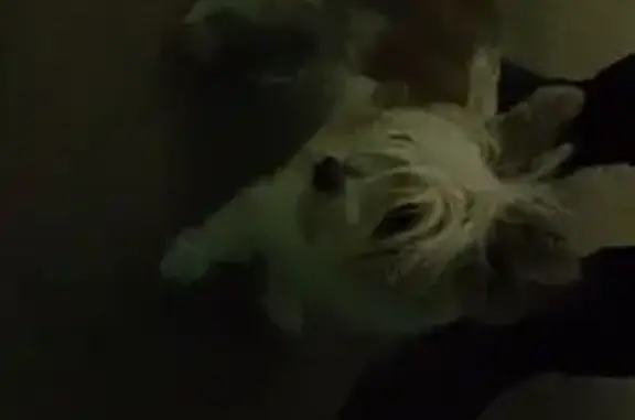 Найдена собака, Хабаровск, Малиновского 51