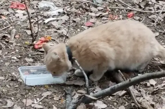 Персиковый котик найден на Крайнова, 3А