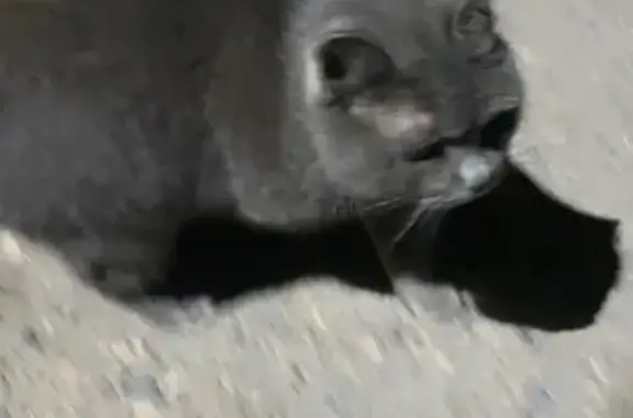 Найдена кошка, Новобульварная 86, Чита