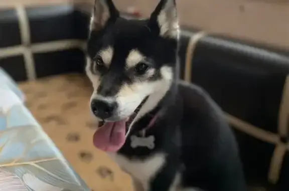 Собаки потеряшки, Минская область, фото: Потеряшка собака, Минск, ст. Заря Плюс