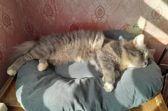 Кот найден в подвале ул. Калинина, 3, Киров