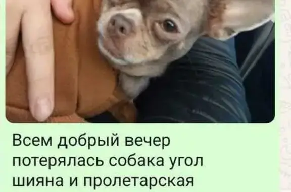 Пропала собака, Шияна 307, Тимашёвск