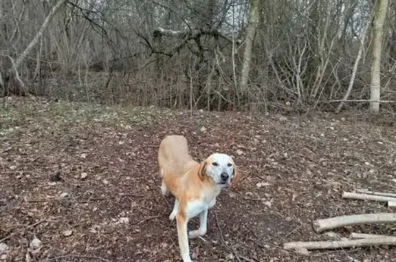 Найдена собака, Лычёвская волость, фото: Собака найдена в 58К-032, Лычёвская волость