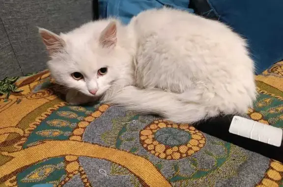 Найденные животные Тверь, фото: Найдена кошка, пр. Чайковского, 25, Тверь