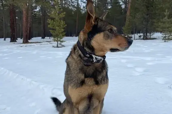 Пропала собака, ул. Ленина 27, Хужир