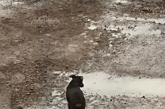 Найденные животные Ростовская область, фото: Доберман найден: Камышеваха, ул. Светлая, 2А