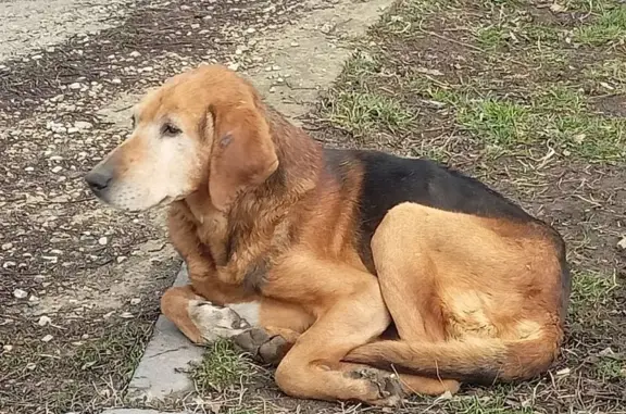 Собака найдена: 1-я Садовая ул., 12, Ленино