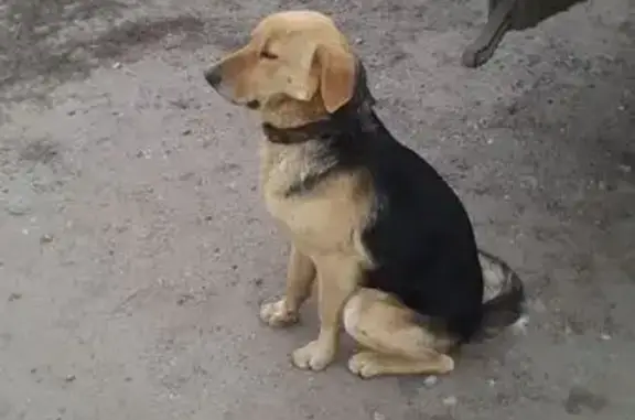 Собака найдена в Тамбове, Тамбовская обл.