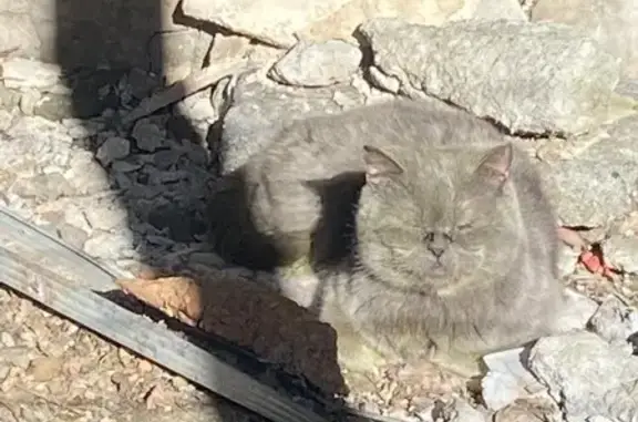 Кошка найдена: ул. Щербакова, 43, Екатеринбург