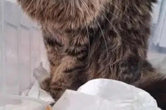 Найдена кошка, Смоленск, фото: Кошка найдена под балконом Попова 113В