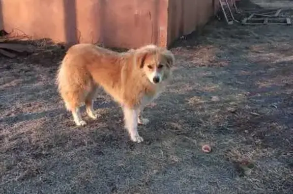 Собака найдена, Тепличная ул., 17, Пенза