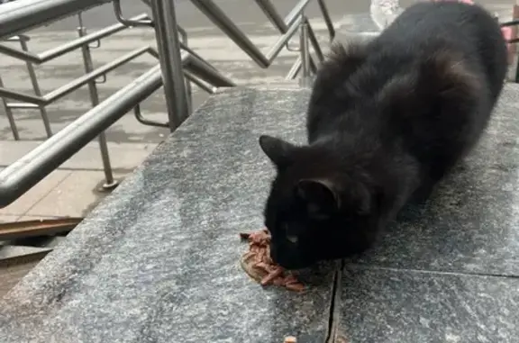 Найдена черная кошка, Коллонтай 30 к1