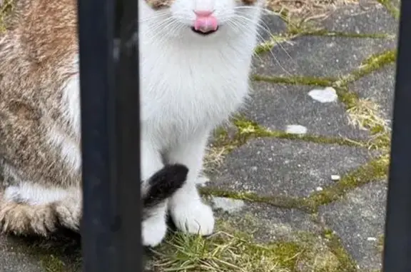 Кошка найдена: Римская 24, Калининград