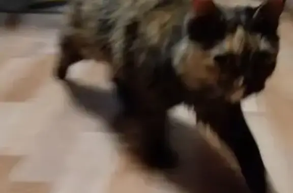 Найдена кошка, Серпухов, фото: Кошка найдена на Юбилейной улице, Серпухов