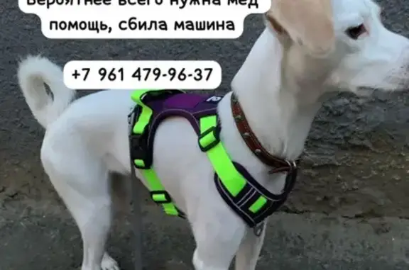 Собаки потеряшки, Ставрополь, фото: Потеряшка собака, Октябрьская 192/1, Ставрополь