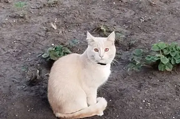 Кошки потеряшки, Валуйки, фото: Потеряшка кот Персик, ул. Пушкина 36