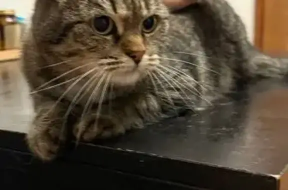 Найдена кошка, Екатеринбург, фото: Кошка найдена у зоопарка, ул. Энгельса