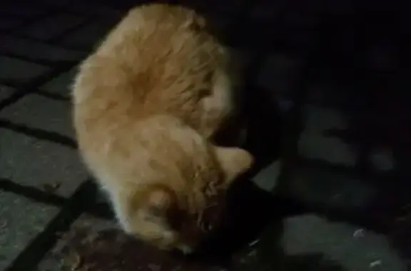 Кошка найдена на Фрунзе, 13, Тула