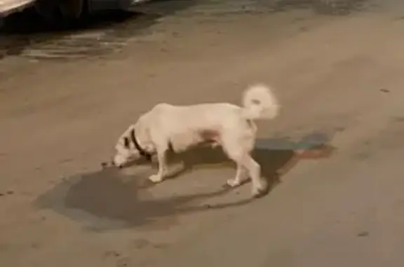 Собака найдена в Хомяково, Тульская обл.