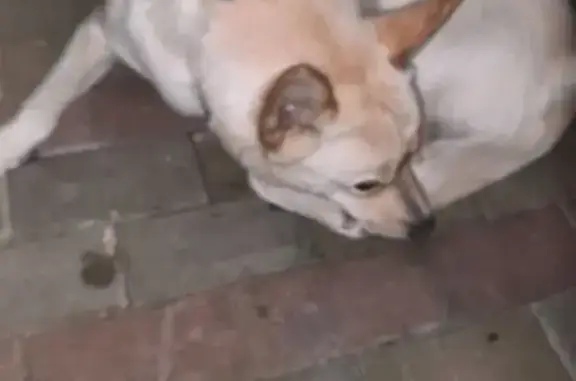 Светлогорск, Гофмана 12: найдена собака