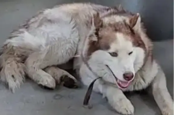 Найденные животные Казань, фото: Собака найдена: Казань, Татарстан