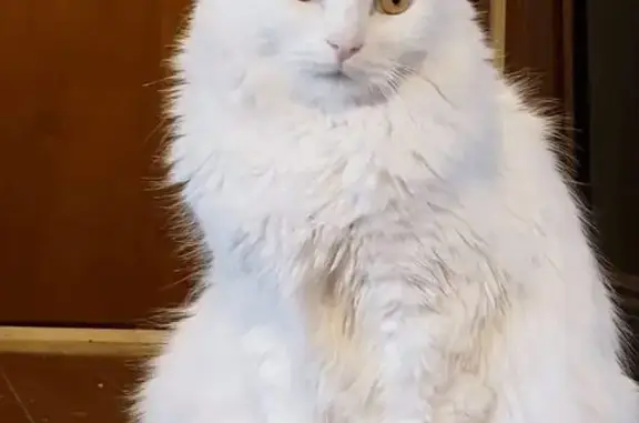 Пропала кошка Соня, Степная ул., Поселье