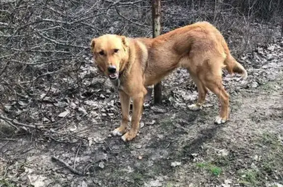 Найдена собака, Ростовская область, фото: Собака найдена в СНТ Рассвет, Ростовская обл.