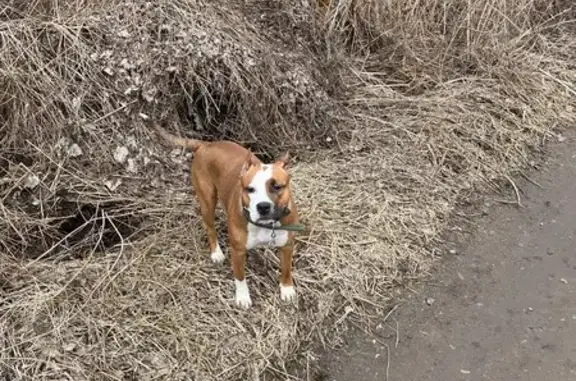 Найденные животные Ярославль, фото: Найдена собака у Иваньково Тутаевское ш., 33Б