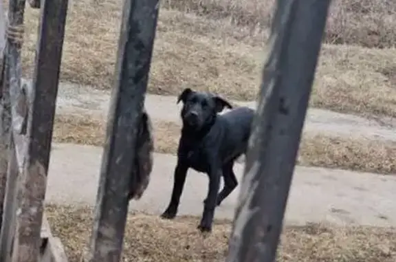 Собака найдена в с. Большое Жоково