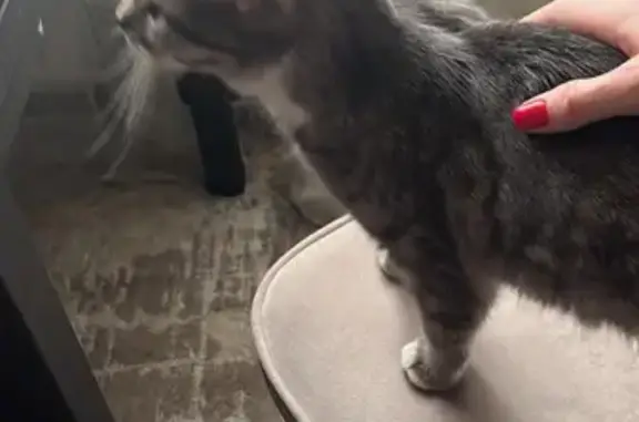 Найденные животные Лебедянь, фото: Кошка найдена: Северный пер., 19, Лебедянь