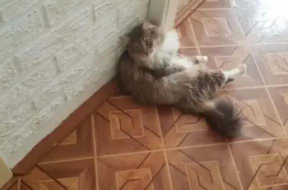 Кошки потеряшки, Гродно, фото: Потеряшка кошка, ул. Садакова, Гродно