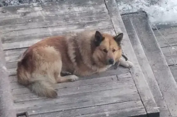 Найдена собака, ул. Дрейера, 3, Архангельск