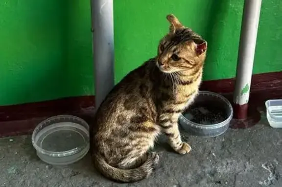 Кошка найдена: Кирова 41, Новокузнецк