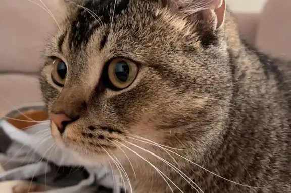 Потерянные животные Курск, фото: Пропала кошка на ул. Горького, 70, Курск