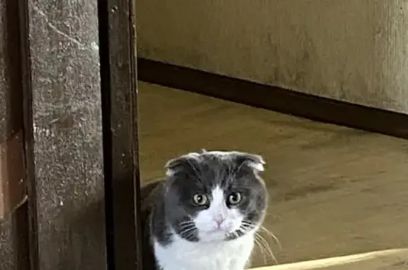 Объявления о пропавших и найденных животных, Новотроицк, фото: Пропала кошка, ул. Уметбаева, 3А, Новотроицк