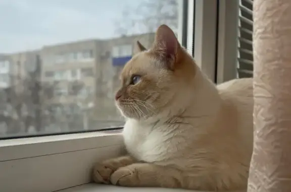 Пропал кот Муртуз, Будённовск, 13А