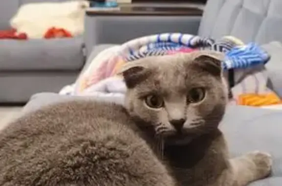 Найдена кошка, ул. 9 Января, 1А, Владимир