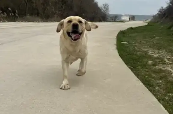 Лабрадор найден: ул. Калинина, 150 к11