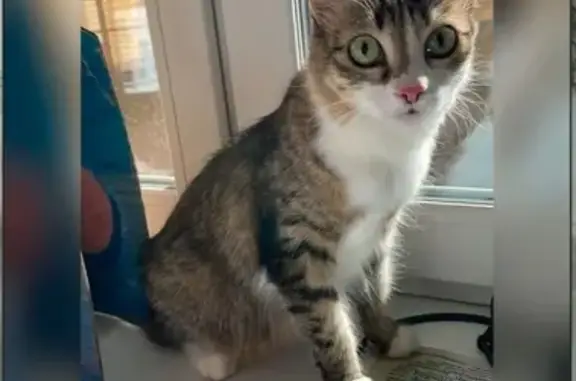 Найденные животные Кудрово, фото: Кошка найдена на обл. 9к1, Кудрово