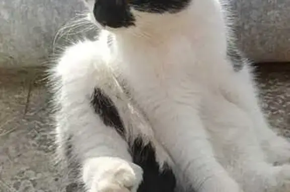 Найдена кошка, Воронежская область, фото: Кот найден: Александровка, Воронежская обл.