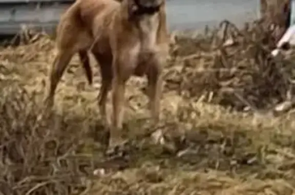 Гончая найдена: ул. Мелиораторов, Криуша