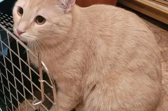 Найдена кошка, Севастополь, фото: Найден котик, Острякова 98, Севастополь