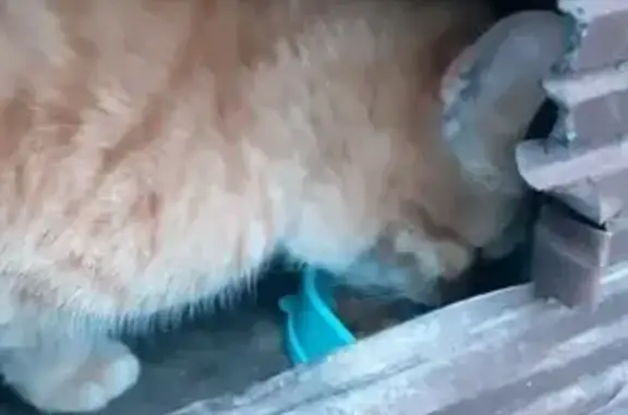 Рыжий кот найден, Медицинский пер., Крск