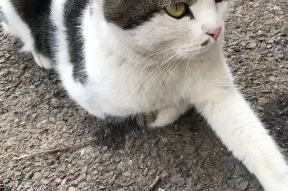 Крупный кот найден, Медицинский пер., Крск